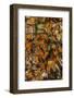 USA, California, Pismo Beach. Monarch Butterflies Cling to Leaves-Jaynes Gallery-Framed Photographic Print