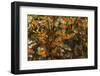 USA, California, Pismo Beach. Monarch Butterflies Cling to Leaves-Jaynes Gallery-Framed Photographic Print