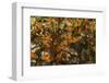 USA, California, Pismo Beach. Monarch Butterflies Cling to Leaves-Jaynes Gallery-Framed Photographic Print