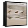 USA, California, Pismo Beach. Whimbrels parading in early morning fog during low tide.-Trish Drury-Framed Stretched Canvas