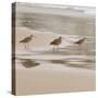 USA, California, Pismo Beach. Whimbrels parading in early morning fog during low tide.-Trish Drury-Stretched Canvas