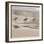 USA, California, Pismo Beach. Whimbrels parading in early morning fog during low tide.-Trish Drury-Framed Photographic Print