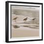 USA, California, Pismo Beach. Whimbrels parading in early morning fog during low tide.-Trish Drury-Framed Photographic Print