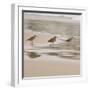 USA, California, Pismo Beach. Whimbrels parading in early morning fog during low tide.-Trish Drury-Framed Photographic Print