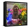 USA, California. Poodle standing in a coffee cup with flowers.-Zandria Muench Beraldo-Framed Stretched Canvas