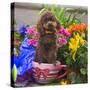 USA, California. Poodle standing in a coffee cup with flowers.-Zandria Muench Beraldo-Stretched Canvas