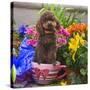 USA, California. Poodle standing in a coffee cup with flowers.-Zandria Muench Beraldo-Stretched Canvas