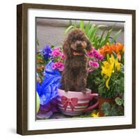 USA, California. Poodle standing in a coffee cup with flowers.-Zandria Muench Beraldo-Framed Photographic Print