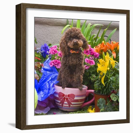 USA, California. Poodle standing in a coffee cup with flowers.-Zandria Muench Beraldo-Framed Photographic Print