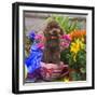 USA, California. Poodle standing in a coffee cup with flowers.-Zandria Muench Beraldo-Framed Photographic Print