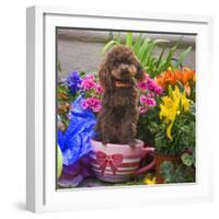 USA, California. Poodle standing in a coffee cup with flowers.-Zandria Muench Beraldo-Framed Photographic Print