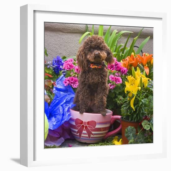 USA, California. Poodle standing in a coffee cup with flowers.-Zandria Muench Beraldo-Framed Photographic Print