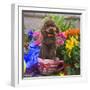 USA, California. Poodle standing in a coffee cup with flowers.-Zandria Muench Beraldo-Framed Photographic Print