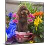 USA, California. Poodle standing in a coffee cup with flowers.-Zandria Muench Beraldo-Mounted Photographic Print