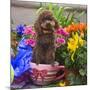 USA, California. Poodle standing in a coffee cup with flowers.-Zandria Muench Beraldo-Mounted Photographic Print