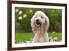 USA, California. Portrait of Labradoodle sitting in rose garden.-Zandria Muench Beraldo-Framed Photographic Print