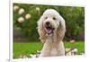 USA, California. Portrait of Labradoodle sitting in rose garden.-Zandria Muench Beraldo-Framed Photographic Print