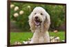 USA, California. Portrait of Labradoodle sitting in rose garden.-Zandria Muench Beraldo-Framed Photographic Print