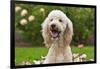 USA, California. Portrait of Labradoodle sitting in rose garden.-Zandria Muench Beraldo-Framed Photographic Print