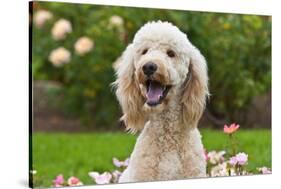 USA, California. Portrait of Labradoodle sitting in rose garden.-Zandria Muench Beraldo-Stretched Canvas