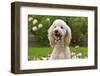 USA, California. Portrait of Labradoodle sitting in rose garden.-Zandria Muench Beraldo-Framed Photographic Print