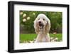 USA, California. Portrait of Labradoodle sitting in rose garden.-Zandria Muench Beraldo-Framed Photographic Print