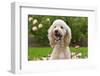 USA, California. Portrait of Labradoodle sitting in rose garden.-Zandria Muench Beraldo-Framed Photographic Print