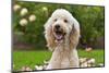 USA, California. Portrait of Labradoodle sitting in rose garden.-Zandria Muench Beraldo-Mounted Photographic Print