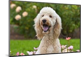 USA, California. Portrait of Labradoodle sitting in rose garden.-Zandria Muench Beraldo-Mounted Photographic Print