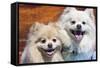 USA, California. Portrait of two Pomeranians sitting on a wooden bench-Zandria Muench Beraldo-Framed Stretched Canvas