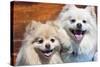 USA, California. Portrait of two Pomeranians sitting on a wooden bench-Zandria Muench Beraldo-Stretched Canvas
