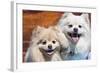 USA, California. Portrait of two Pomeranians sitting on a wooden bench-Zandria Muench Beraldo-Framed Photographic Print