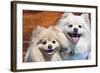 USA, California. Portrait of two Pomeranians sitting on a wooden bench-Zandria Muench Beraldo-Framed Photographic Print