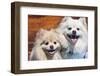 USA, California. Portrait of two Pomeranians sitting on a wooden bench-Zandria Muench Beraldo-Framed Photographic Print