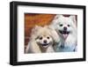 USA, California. Portrait of two Pomeranians sitting on a wooden bench-Zandria Muench Beraldo-Framed Photographic Print