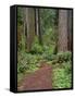 USA, California, Prairie Creek Redwoods State Park, Trail Leads Through Redwood Forest in Spring-John Barger-Framed Stretched Canvas