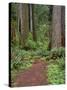 USA, California, Prairie Creek Redwoods State Park, Trail Leads Through Redwood Forest in Spring-John Barger-Stretched Canvas