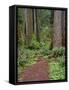 USA, California, Prairie Creek Redwoods State Park, Trail Leads Through Redwood Forest in Spring-John Barger-Framed Stretched Canvas