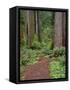 USA, California, Prairie Creek Redwoods State Park, Trail Leads Through Redwood Forest in Spring-John Barger-Framed Stretched Canvas