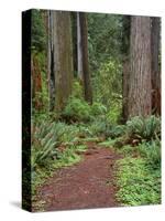 USA, California, Prairie Creek Redwoods State Park, Trail Leads Through Redwood Forest in Spring-John Barger-Stretched Canvas