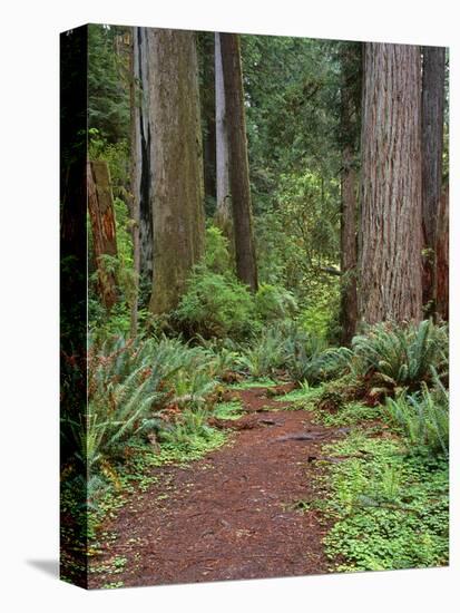 USA, California, Prairie Creek Redwoods State Park, Trail Leads Through Redwood Forest in Spring-John Barger-Stretched Canvas