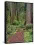 USA, California, Prairie Creek Redwoods State Park, Trail Leads Through Redwood Forest in Spring-John Barger-Framed Stretched Canvas