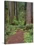 USA, California, Prairie Creek Redwoods State Park, Trail Leads Through Redwood Forest in Spring-John Barger-Stretched Canvas