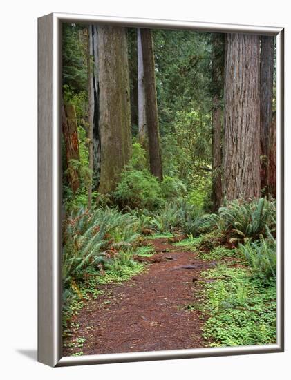 USA, California, Prairie Creek Redwoods State Park, Trail Leads Through Redwood Forest in Spring-John Barger-Framed Photographic Print