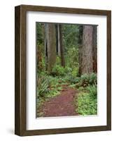 USA, California, Prairie Creek Redwoods State Park, Trail Leads Through Redwood Forest in Spring-John Barger-Framed Photographic Print