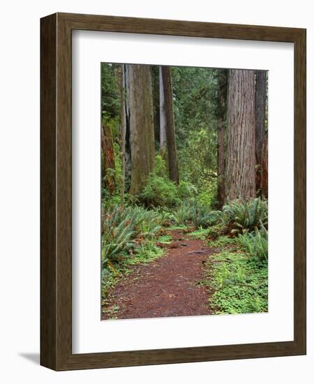 USA, California, Prairie Creek Redwoods State Park, Trail Leads Through Redwood Forest in Spring-John Barger-Framed Photographic Print