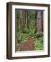 USA, California, Prairie Creek Redwoods State Park, Trail Leads Through Redwood Forest in Spring-John Barger-Framed Photographic Print