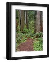 USA, California, Prairie Creek Redwoods State Park, Trail Leads Through Redwood Forest in Spring-John Barger-Framed Photographic Print