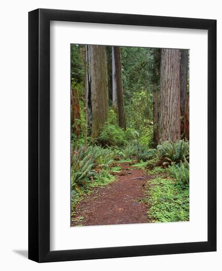 USA, California, Prairie Creek Redwoods State Park, Trail Leads Through Redwood Forest in Spring-John Barger-Framed Photographic Print