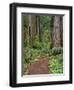 USA, California, Prairie Creek Redwoods State Park, Trail Leads Through Redwood Forest in Spring-John Barger-Framed Photographic Print